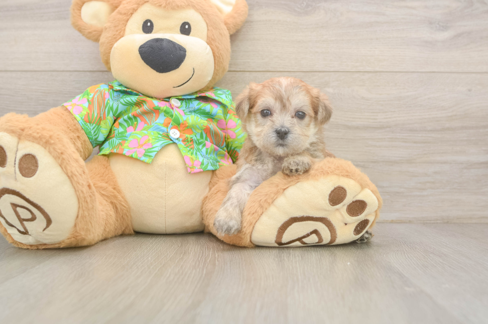 5 week old Morkie Puppy For Sale - Seaside Pups