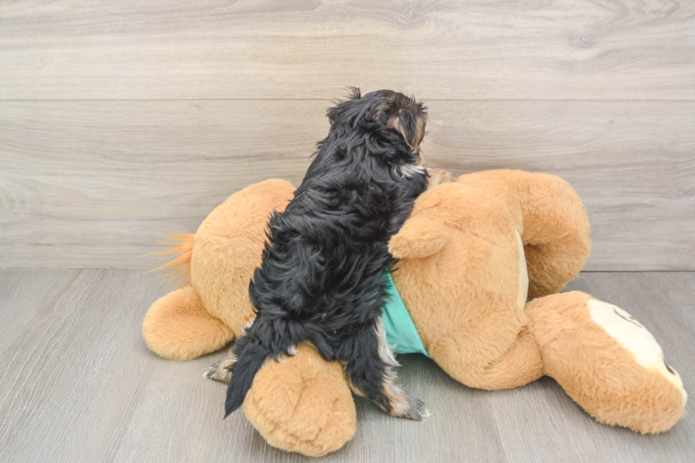 Fluffy Morkie Designer Pup