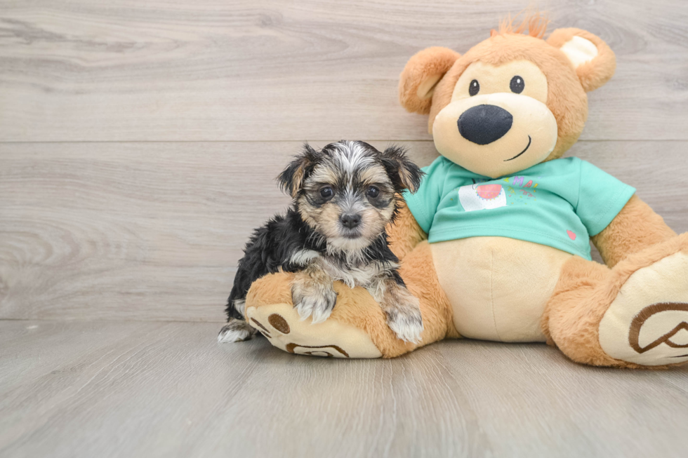 Cute Morkie Baby