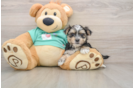 Happy Morkie Baby