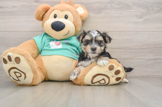 Happy Morkie Baby