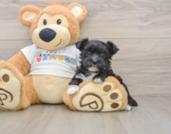 6 week old Morkie Puppy For Sale - Seaside Pups