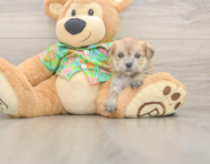 5 week old Morkie Puppy For Sale - Seaside Pups
