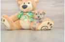 Fluffy Morkie Designer Pup