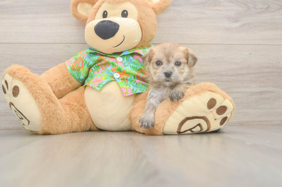 5 week old Morkie Puppy For Sale - Seaside Pups