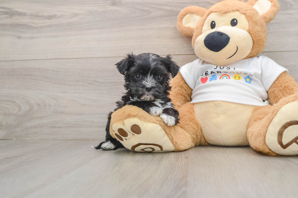 Morkie Puppy for Adoption