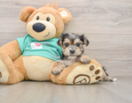 7 week old Morkie Puppy For Sale - Seaside Pups