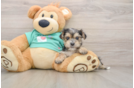 Morkie Puppy for Adoption