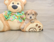 5 week old Morkie Puppy For Sale - Seaside Pups