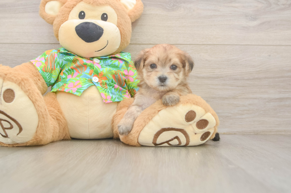 5 week old Morkie Puppy For Sale - Seaside Pups
