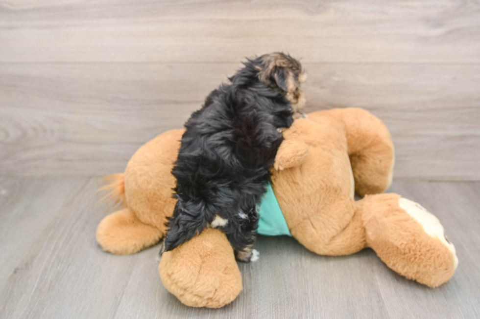 Friendly Morkie Baby