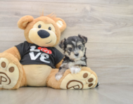 7 week old Morkie Puppy For Sale - Seaside Pups