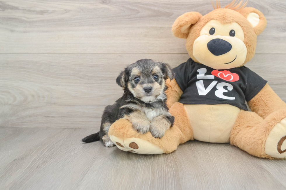Energetic Yorktese Designer Puppy