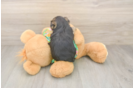 Hypoallergenic Malki Designer Puppy