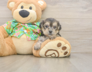 5 week old Morkie Puppy For Sale - Seaside Pups