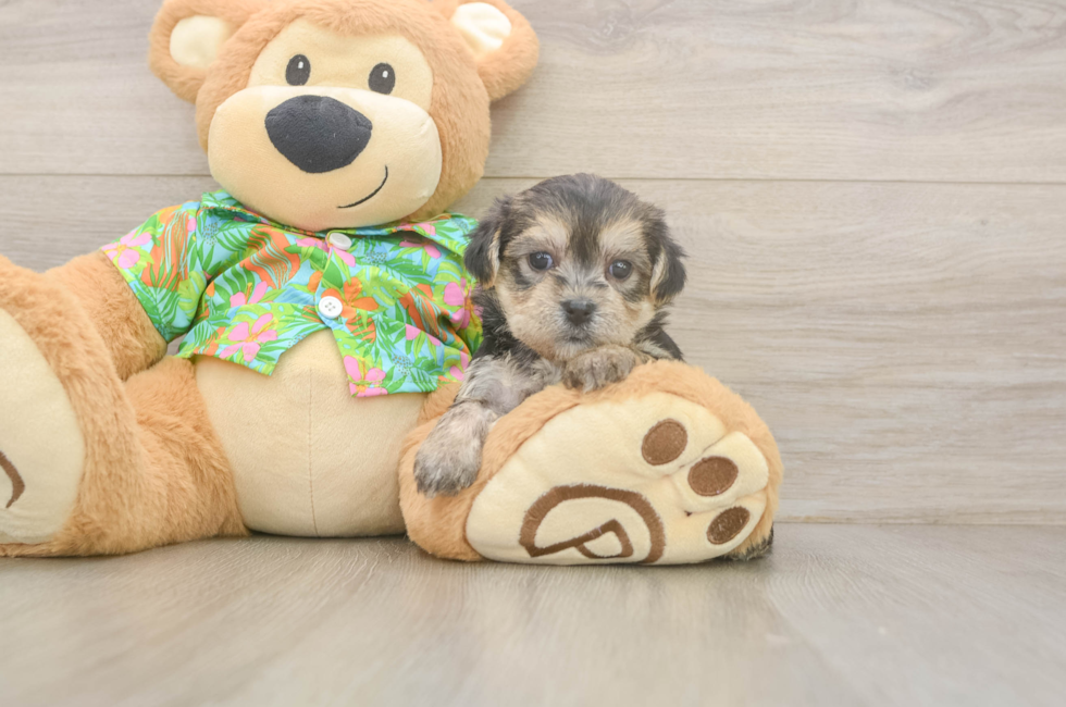 5 week old Morkie Puppy For Sale - Seaside Pups