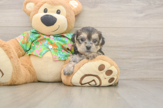 Energetic Maltese Yorkie Mix Designer Puppy