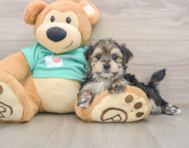 8 week old Morkie Puppy For Sale - Seaside Pups