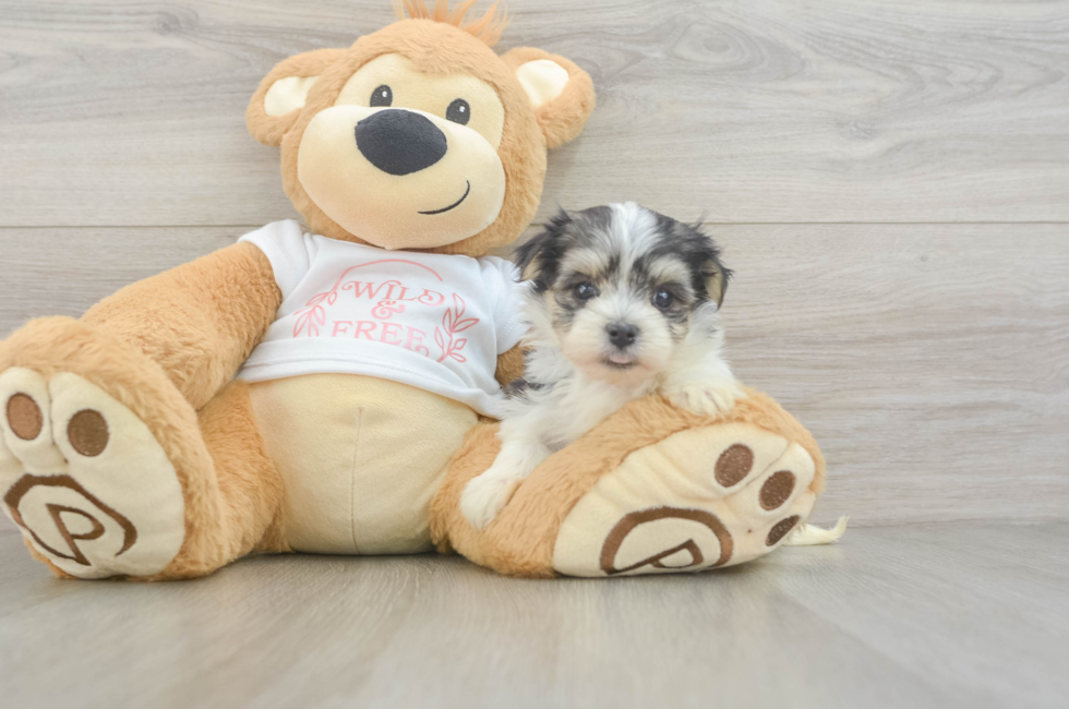 5 week old Morkie Puppy For Sale - Seaside Pups