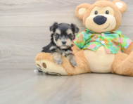 9 week old Morkie Puppy For Sale - Seaside Pups