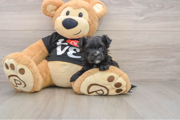 Friendly Morkie Baby