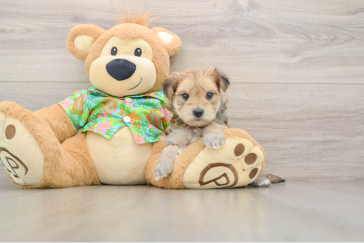 Morkie Puppy for Adoption