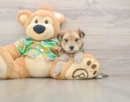 7 week old Morkie Puppy For Sale - Seaside Pups