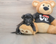 5 week old Morkie Puppy For Sale - Seaside Pups