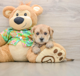 6 week old Morkie Puppy For Sale - Seaside Pups