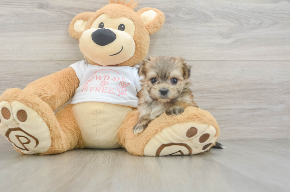 5 week old Morkie Puppy For Sale - Seaside Pups