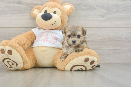 Happy Morkie Baby