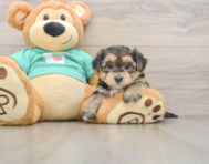 6 week old Morkie Puppy For Sale - Seaside Pups