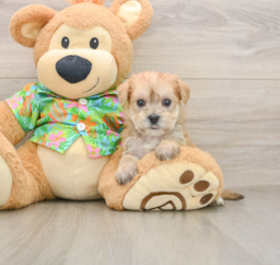 7 week old Morkie Puppy For Sale - Seaside Pups