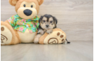 Hypoallergenic Yortese Designer Puppy