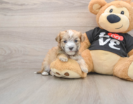 6 week old Morkie Puppy For Sale - Seaside Pups