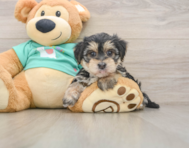 6 week old Morkie Puppy For Sale - Seaside Pups
