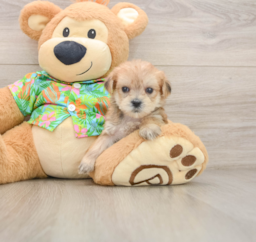 7 week old Morkie Puppy For Sale - Seaside Pups