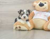 6 week old Morkie Puppy For Sale - Seaside Pups