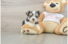 Popular Morkie Designer Pup