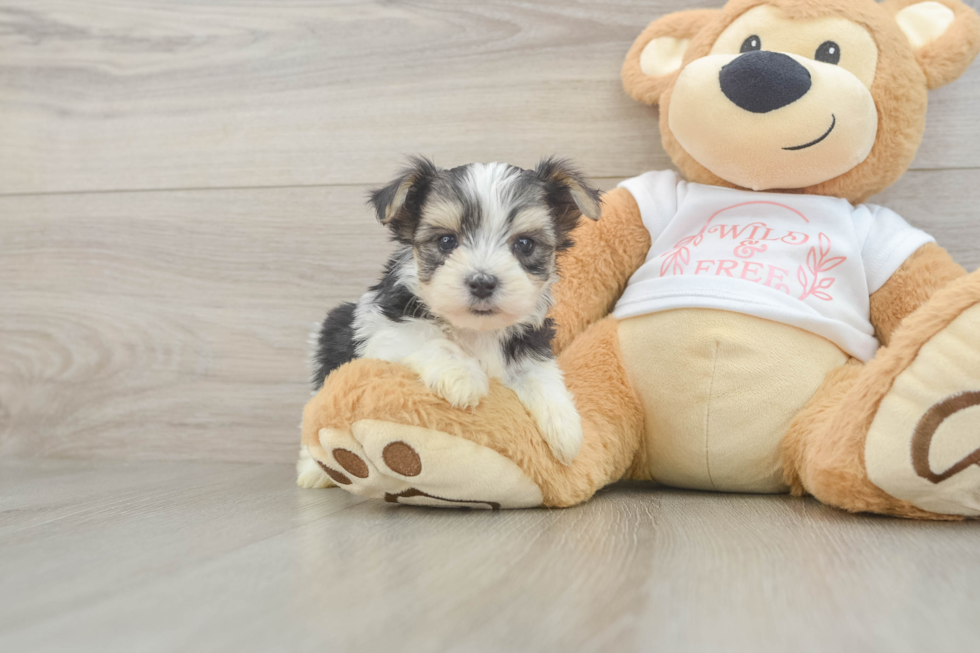 Popular Morkie Designer Pup