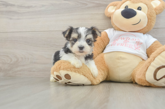 Popular Morkie Designer Pup