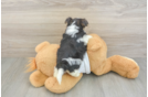 Popular Morkie Designer Pup