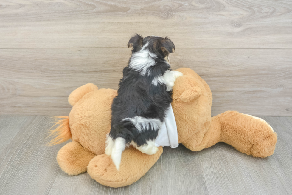 Popular Morkie Designer Pup