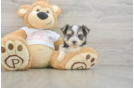 Adorable Yortese Designer Puppy