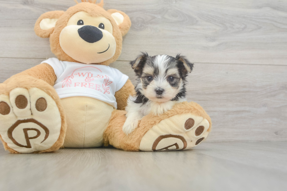 Adorable Yortese Designer Puppy