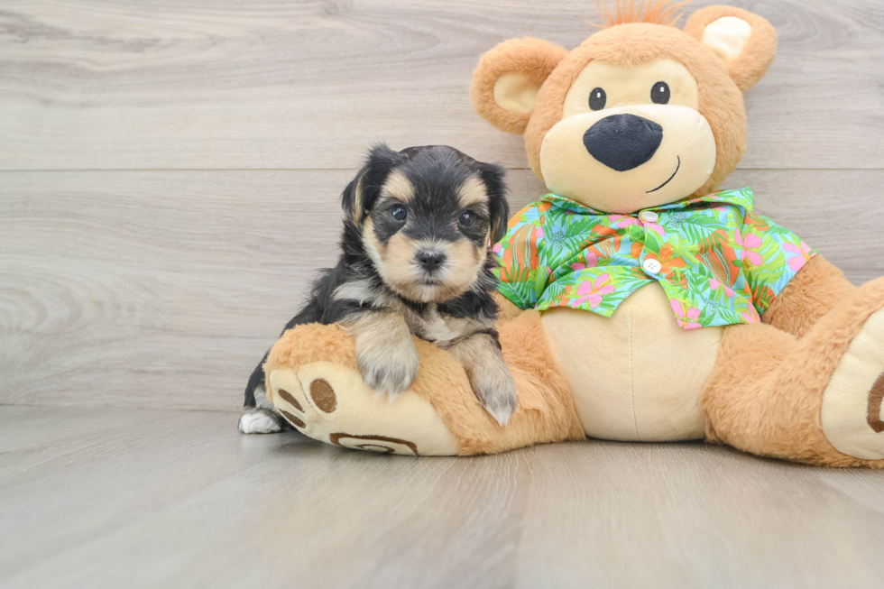Petite Morkie Designer Pup