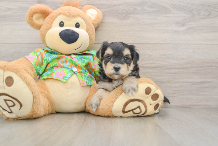 Morkie Puppy for Adoption