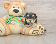 8 week old Morkie Puppy For Sale - Seaside Pups