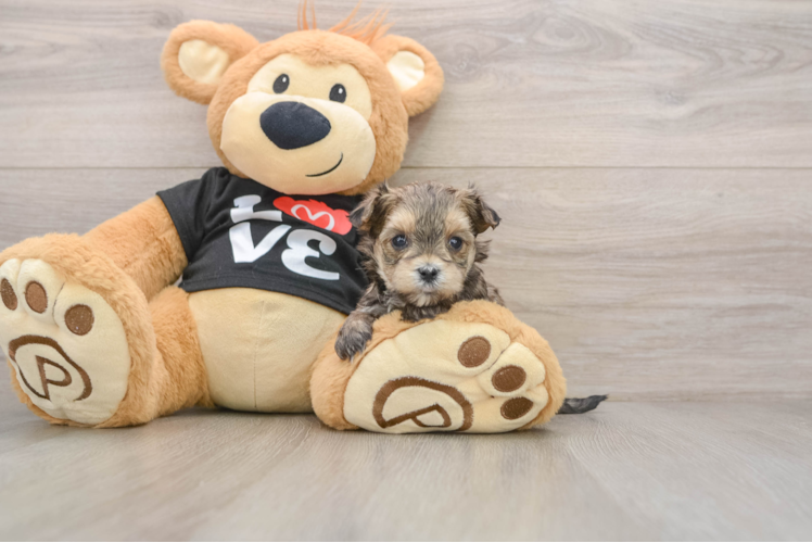 Funny Morkie Designer Pup