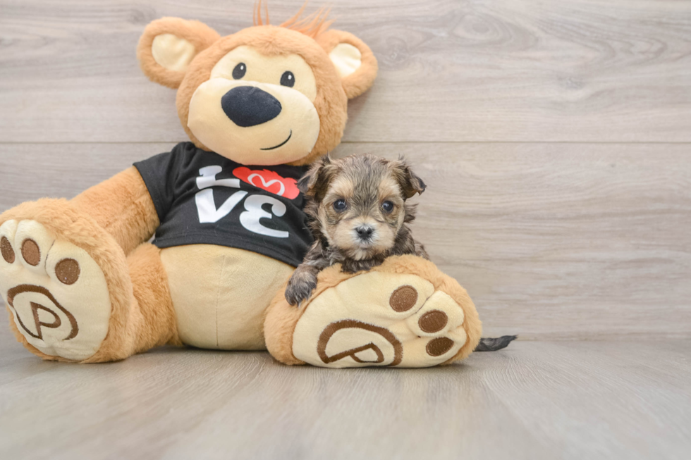 Funny Morkie Designer Pup
